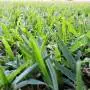 Seed Start - Fertilizzante per prato da 4 Kg