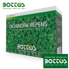 Dichondra Repens - 1 kg farë lëndinë