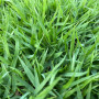 SUPER Pradera