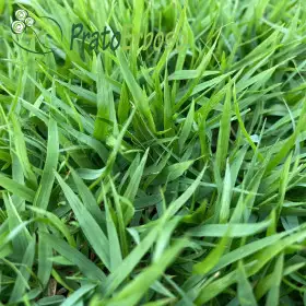 SUPER Pradera Prato Erboso - 1