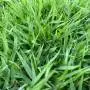 SUPER Meadow Prato Erboso - 1