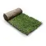 GreenZolla - Arena de césped auténtica y ecológica Prato Erboso - 4
