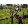 WG330E.9 - Forbice per potatura taglio 22 mm