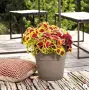Ghiveci Save - ghiveci rotund de cămilă de 20 cm - Deroma
