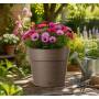 Ghiveci Salvați - ghiveci rotund de cămilă de 20 cm