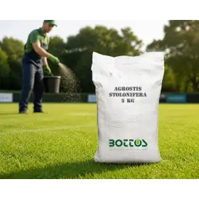 Agrostide Stolonifera Alpha - 1 kg de semillas para césped Bottos - 1