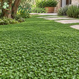 Césped DELICADO verde y denso en jardín con camino de losas y plantas ornamentales