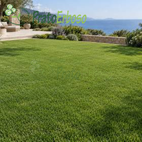 Prairie MARINE gazon vert dans jardin méditerranéen avec vue sur mer