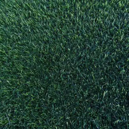 Pradera ELEGANCIA Prato Erboso - 1