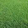 SPORTS Lawn