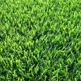 Meadow SICILY Prato Erboso - 1