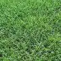 Pradera GEORGIA