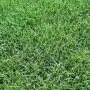 Meadow GEORGIA Prato Erboso - 1
