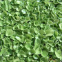 DELICATE Rasen