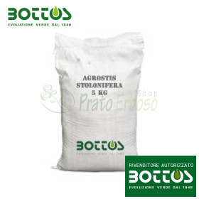 Agrostide Stolonifera Alpha - 1kg Lawn Seed