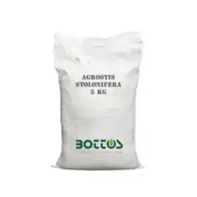 Agrostide Stolonifera Alpha - 1kg Rasensamen